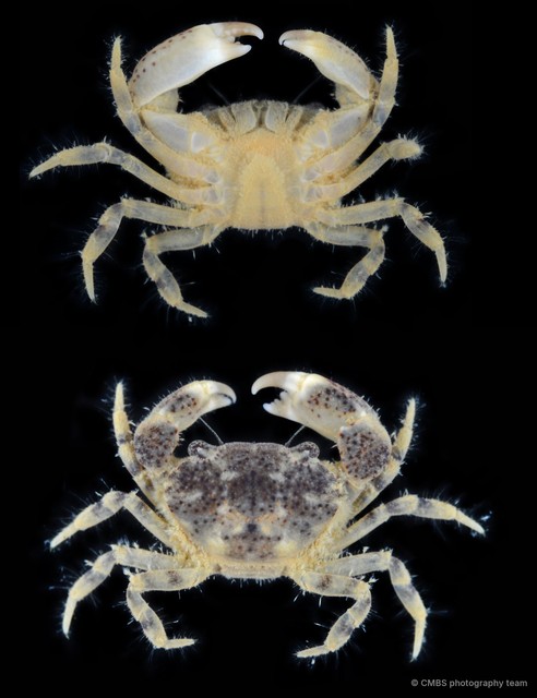Heteropanope sp. "2" • © CMBS photography team • All Rights Reserved