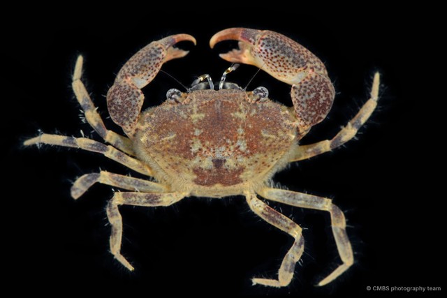 Heteropanope sp. "3" • © CMBS photography team • All Rights Reserved