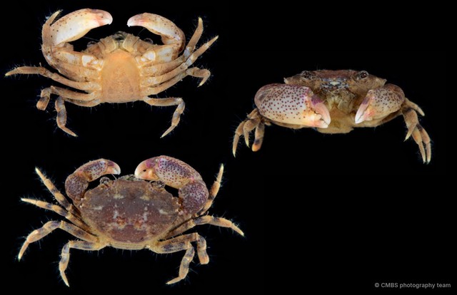 Heteropanope sp. "4" • © CMBS photography team • All Rights Reserved