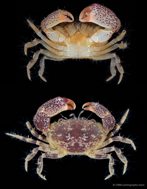 Heteropanope sp. "5" • © CMBS photography team • All Rights Reserved