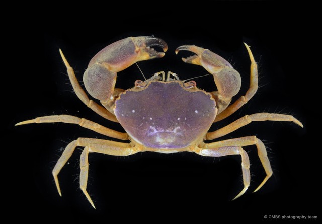 Heteropanope glabra • © CMBS photography team • All Rights Reserved