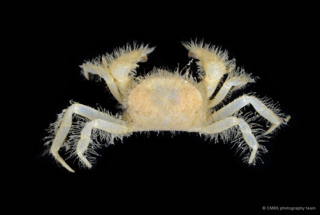 Heteropilumnus sp. "1" • © CMBS photography team • All Rights Reserved