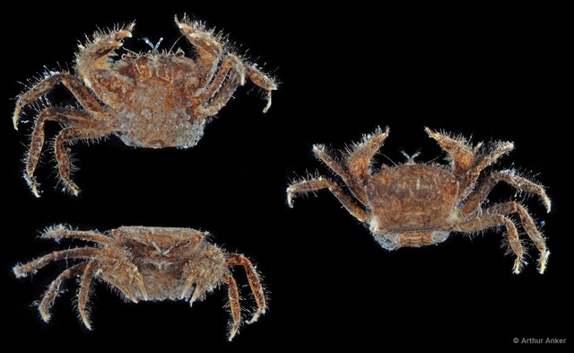 Heteropilumnus sp. "2" • © Arthur Anker • All Rights Reserved