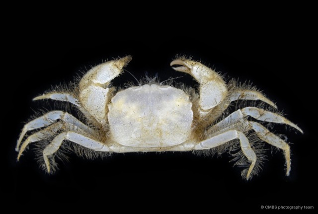 Heteropilumnus sp. "3" • © CMBS photography team • All Rights Reserved