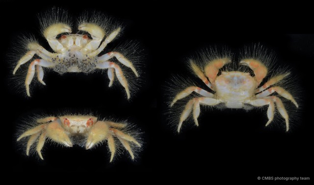 Heteropilumnus sp. "4" • © CMBS photography team • All Rights Reserved