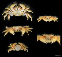 Heteropilumnus sp. "5"