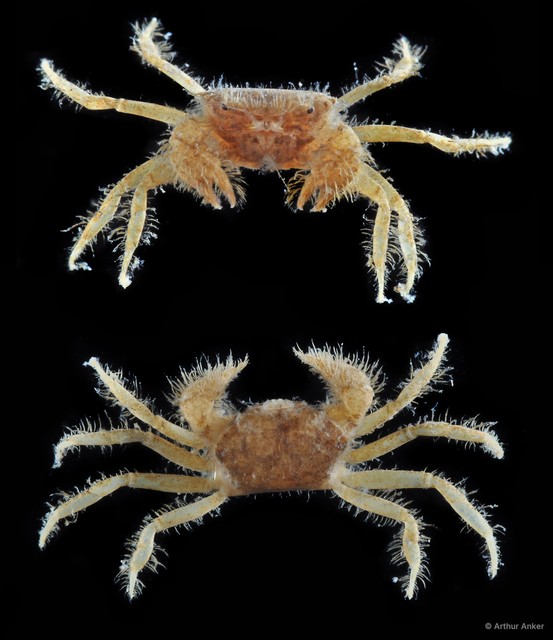 Heteropilumnus sasekumari