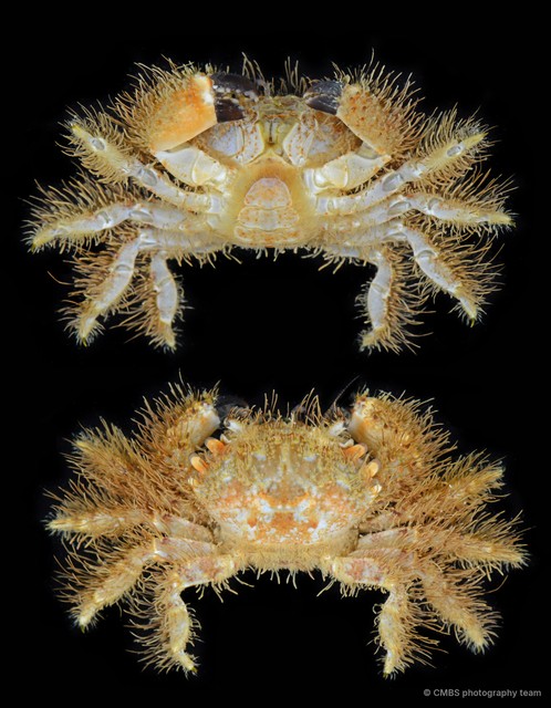 Nanopilumnus heterodon • © CMBS photography team • All Rights Reserved