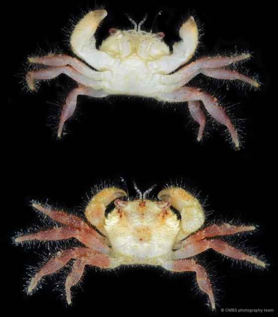 Pilumnus sp. "5f403307" • © CMBS photography team • All Rights Reserved