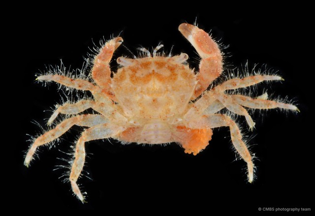 Pilumnus sp. "cf. cursor 1" • © CMBS photography team • All Rights Reserved