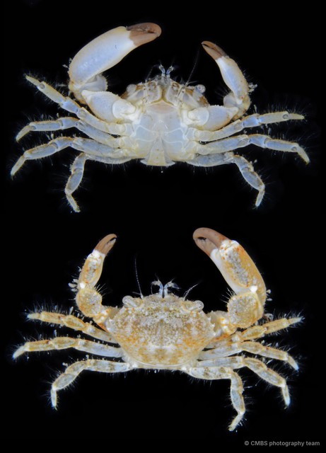 Pilumnus sp. "cf. cursor 2" • © CMBS photography team • All Rights Reserved
