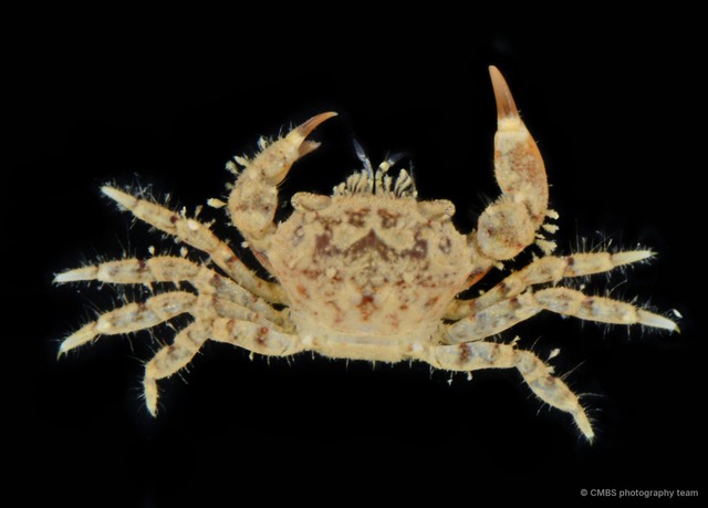 Pilumnus sp. "cf. cursor 2"