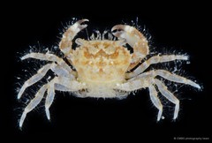 Pilumnus sp. "cf. cursor 2" • © CMBS photography team • All Rights Reserved