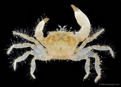 Pilumnus sp. "cf. cursor 2" • © CMBS photography team • All Rights Reserved
