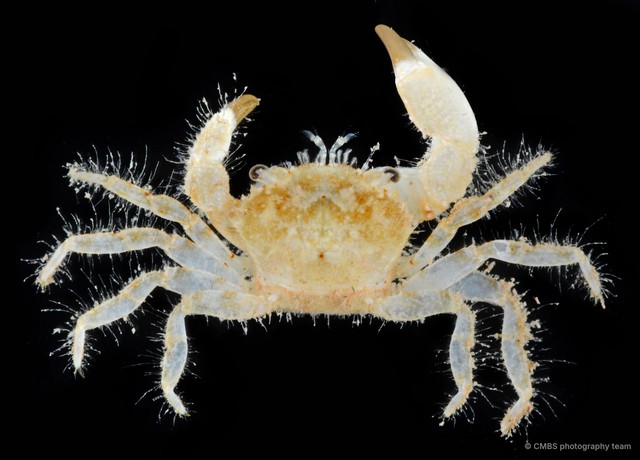 Pilumnus sp. "cf. cursor 2"