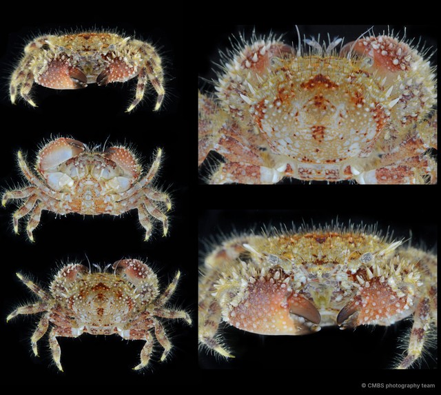 Pilumnus sp. "cf. ohshimai" • © CMBS photography team • All Rights Reserved