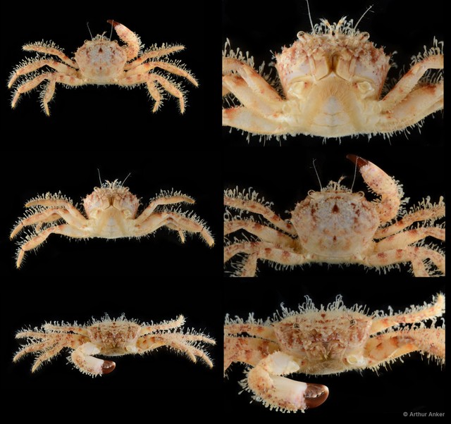 Pilumnus sp. "cf. ransoni" • © Arthur Anker • All Rights Reserved