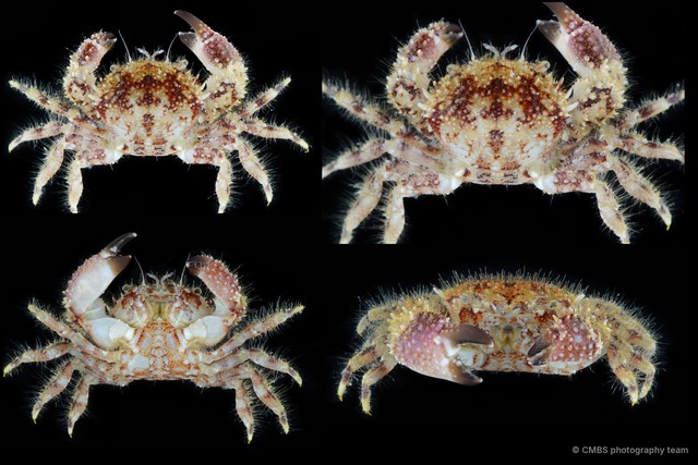 Pilumnus ohshimai • © CMBS photography team • All Rights Reserved