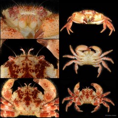 Pilumnus sluiteri • © Arthur Anker • All Rights Reserved