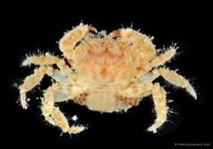 Pilumnus spinifrons