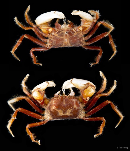 Typhlocarcinus sp. "5f403318" • © Rene Ong • All Rights Reserved