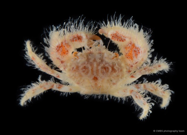 Vellumnus sp. "SS-3757" • © CMBS photography team • All Rights Reserved