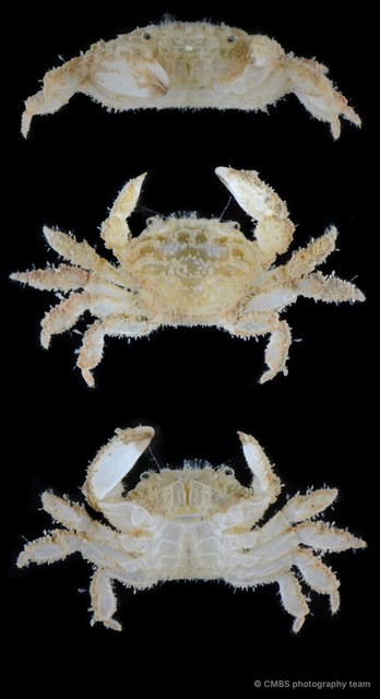 Vellumnus sp. "SS-4461" • © CMBS photography team • All Rights Reserved