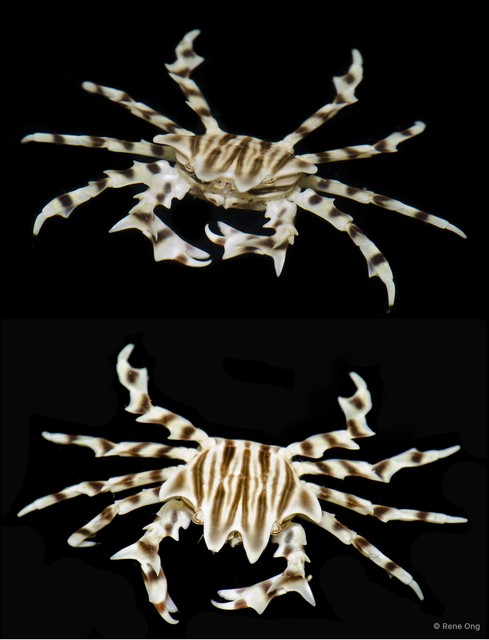 Zebrida sp. "TR15-018" • © Rene Ong • All Rights Reserved