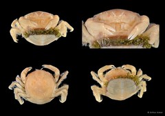 Nepinnotheres villosulus • © Arthur Anker • All Rights Reserved