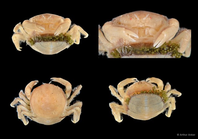 Nepinnotheres villosulus