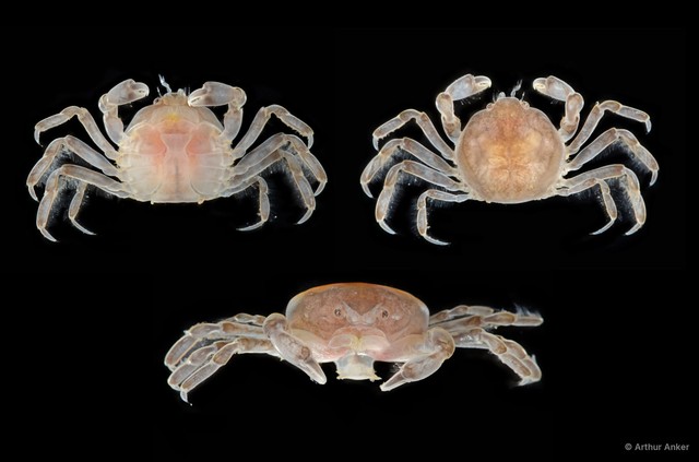 Nepinnotheres villosulus • © Arthur Anker • All Rights Reserved