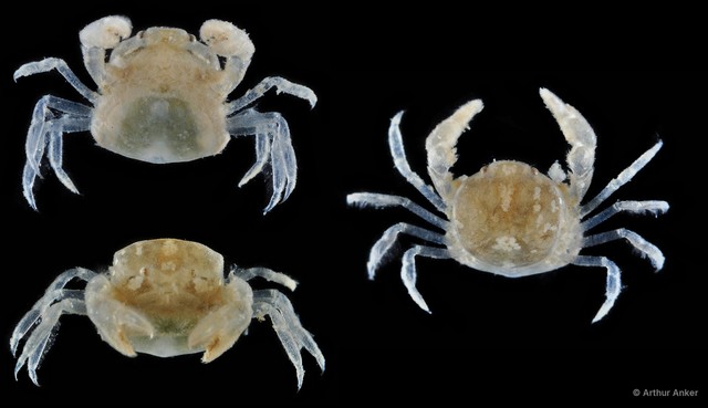 Pinnotheres sp. "5f403312" • © Arthur Anker • All Rights Reserved