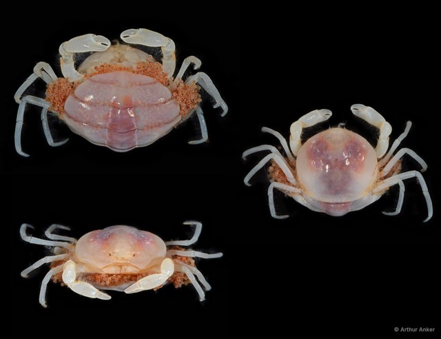 Plenotheres coarctatus • © Arthur Anker • All Rights Reserved