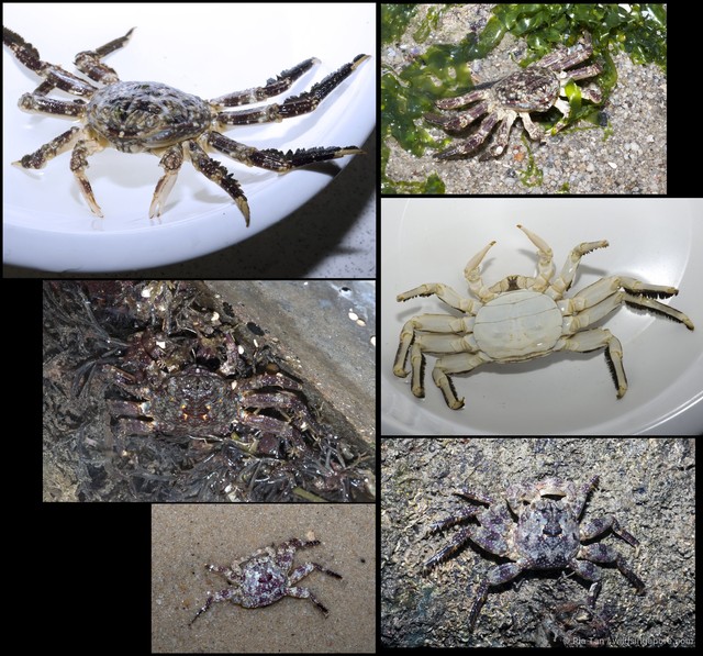 Plagusia sp. "1a8e63c4" • © Ria Tan • All Rights Reserved