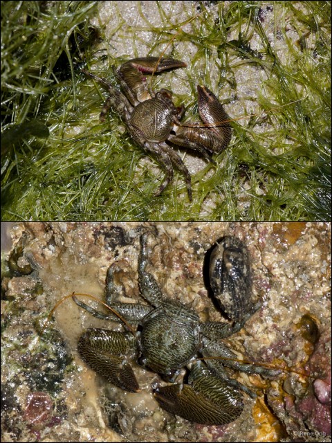 Porcellanidae sp. "1" • © Rene Ong • All Rights Reserved