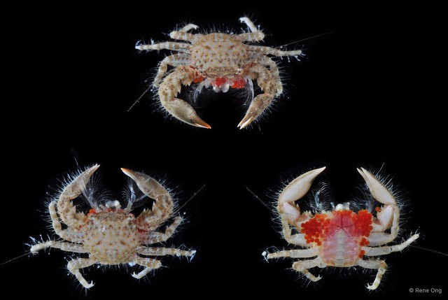 Porcellanidae sp. "5718DR1-007" • © Rene Ong • All Rights Reserved