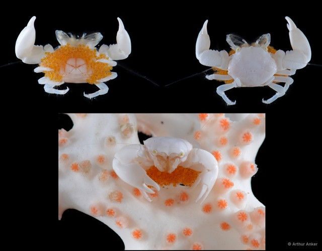 Aliaporcellana telestophila • © Arthur Anker • All Rights Reserved