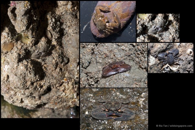 Petrolisthes sp. "5267e6d9" • © Ria Tan • All Rights Reserved