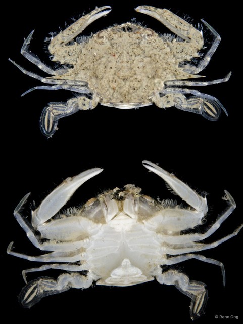Portunidae sp. "4914DR2-005" • © Rene Ong • All Rights Reserved