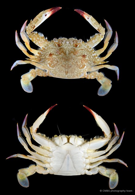 Portunidae sp. "SS-3139" • © CMBS photography team • All Rights Reserved