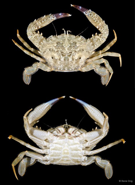 Charybdis sp. "5416TB1-025" • © Rene Ong • All Rights Reserved