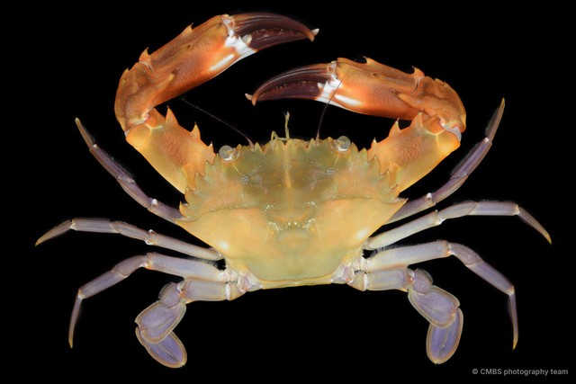 Charybdis sp. "aff. Annulata" • © CMBS photography team • All Rights Reserved