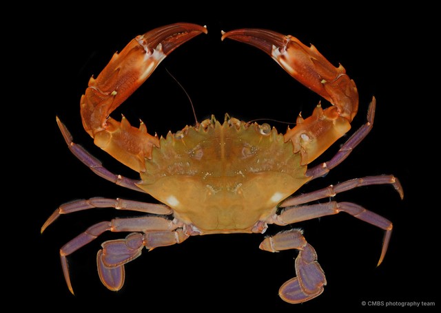 Charybdis sp. "JS-1153" • © CMBS photography team • All Rights Reserved