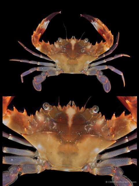 Charybdis sp. "JS-1811" • © CMBS photography team • All Rights Reserved