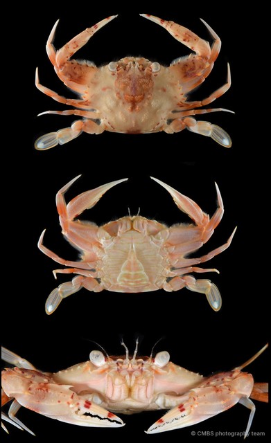Charybdis sp. "SS-2711" • © CMBS photography team • All Rights Reserved