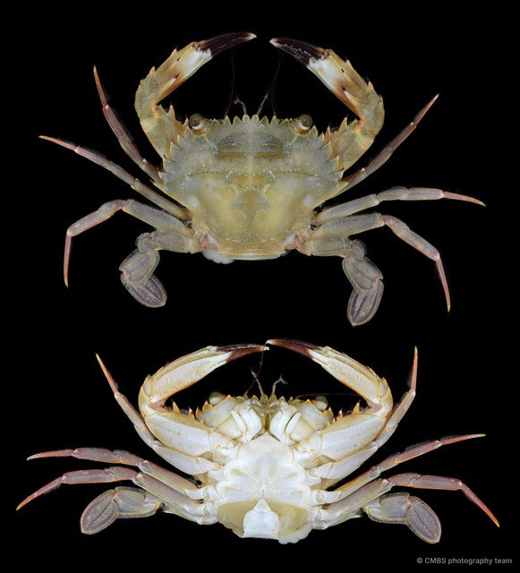Charybdis sp. "SS-2752" • © CMBS photography team • All Rights Reserved