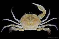 Charybdis (Charybdis) anisodon • © CMBS photography team • All Rights Reserved