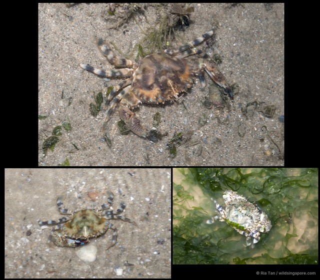 Charybdis (Charybdis) annulata • © Ria Tan • All Rights Reserved