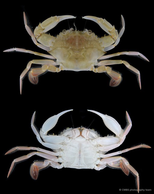 Charybdis (Charybdis) callianassa • © CMBS photography team • All Rights Reserved