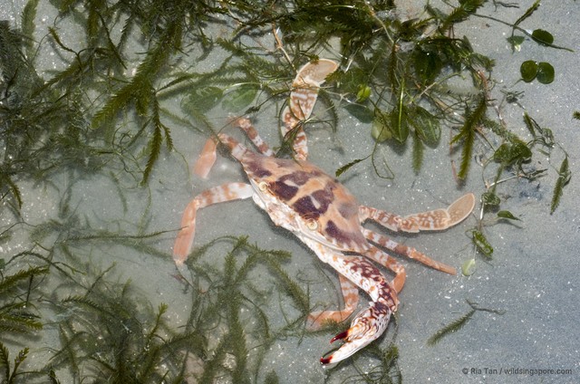Charybdis (Charybdis) feriata • © Ria Tan • All Rights Reserved